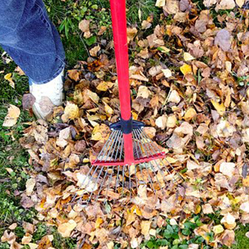 Greensboro Leaf Removal